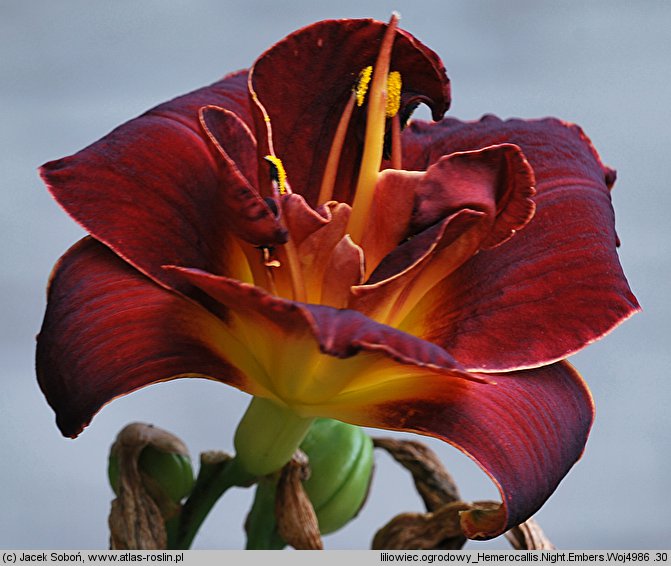 Hemerocallis ×hybrida Night Embers