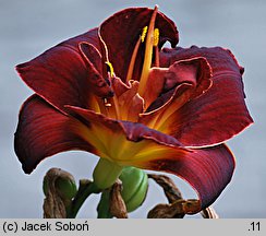 Hemerocallis ×hybrida Night Embers