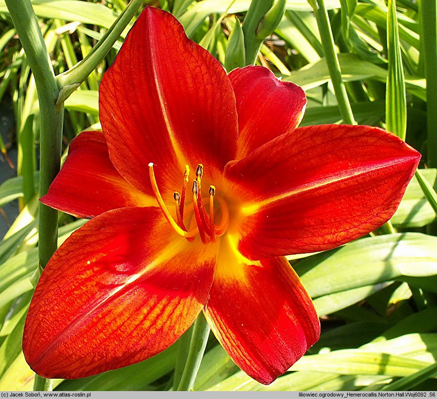 Hemerocallis ×hybrida Norton Hall