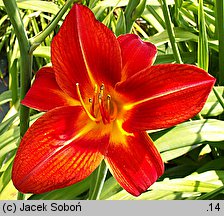 Hemerocallis ×hybrida Norton Hall