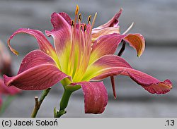 Hemerocallis ×hybrida On the Web