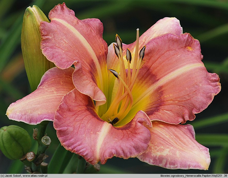 Hemerocallis ×hybrida Papilon