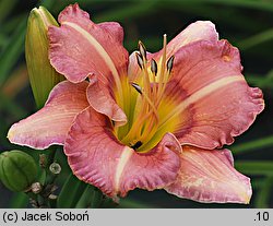 Hemerocallis ×hybrida Papilon