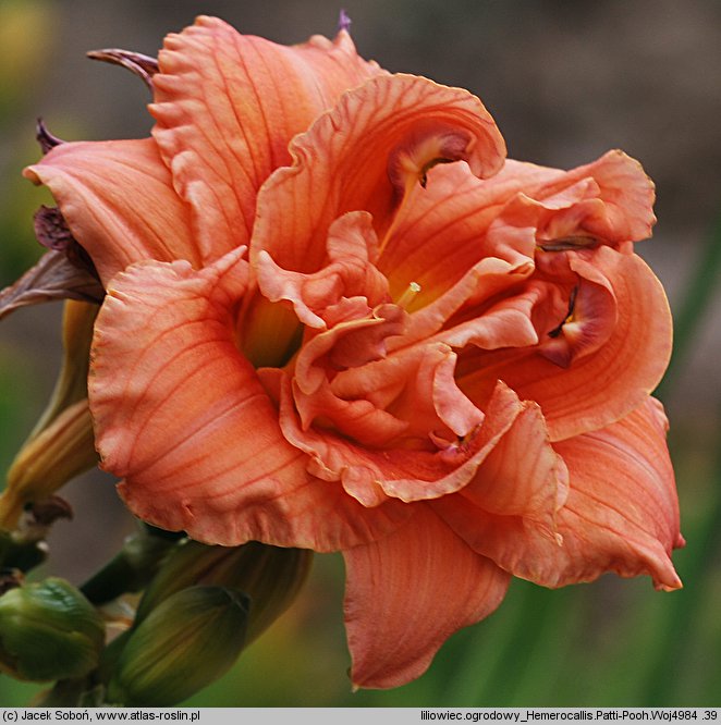 Hemerocallis ×hybrida Patti-Pooh