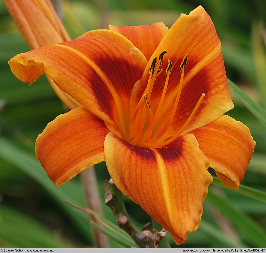 Hemerocallis ×hybrida Polka Time