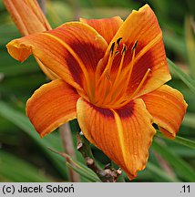 Hemerocallis ×hybrida Polka Time