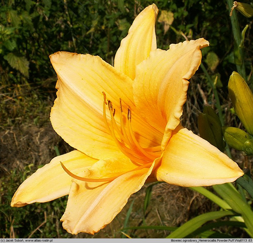 Hemerocallis ×hybrida Powder Puff