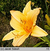 Hemerocallis ×hybrida Powder Puff