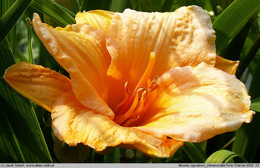 Hemerocallis ×hybrida Prairie Charmer