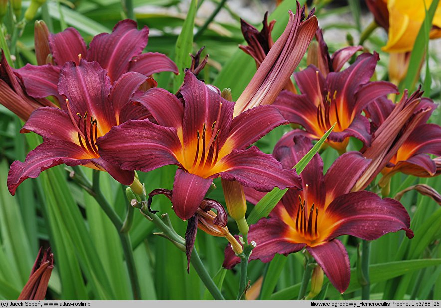 Hemerocallis ×hybrida Prophet