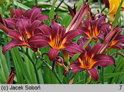 Hemerocallis ×hybrida Prophet