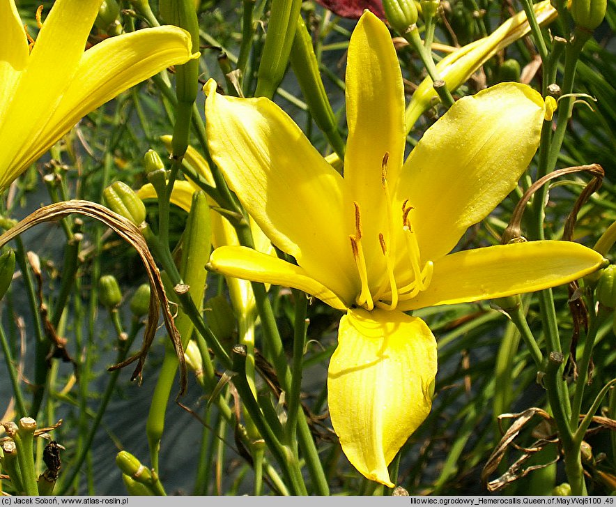 Hemerocallis ×hybrida Queen of May