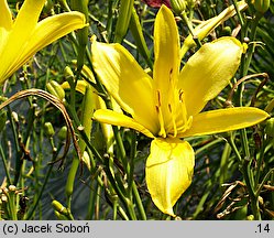 Hemerocallis ×hybrida Queen of May