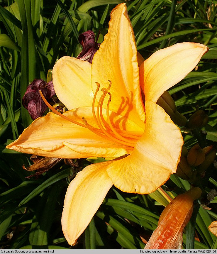 Hemerocallis ×hybrida Renata