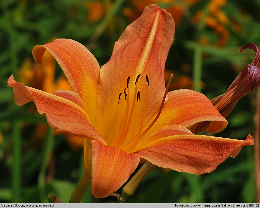 Hemerocallis ×hybrida Salmon Sheen