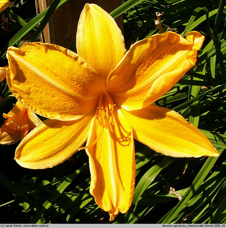 Hemerocallis ×hybrida Słowik