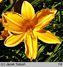 Hemerocallis ×hybrida Słowik