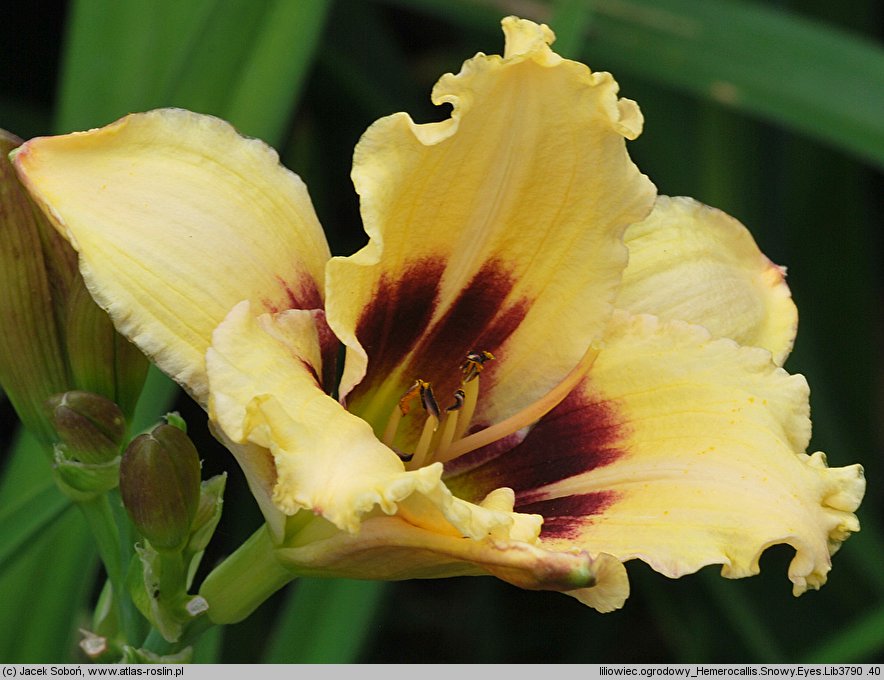 Hemerocallis ×hybrida Snowy Eyes