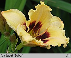 Hemerocallis ×hybrida Snowy Eyes