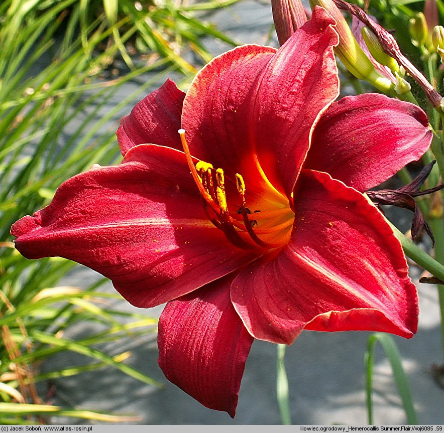 Hemerocallis ×hybrida Summer Flair