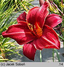 Hemerocallis ×hybrida Summer Flair