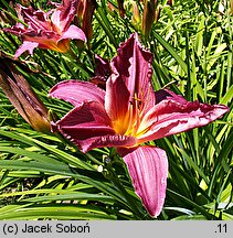 Hemerocallis ×hybrida Summer Wine