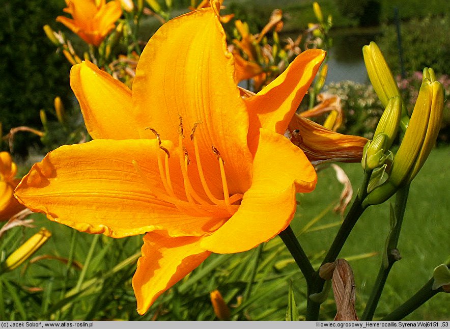 Hemerocallis ×hybrida Syrena