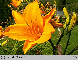 Hemerocallis ×hybrida Syrena