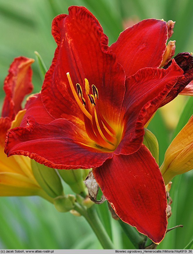 Hemerocallis ×hybrida Wiktoria