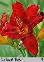 Hemerocallis ×hybrida Wiktoria