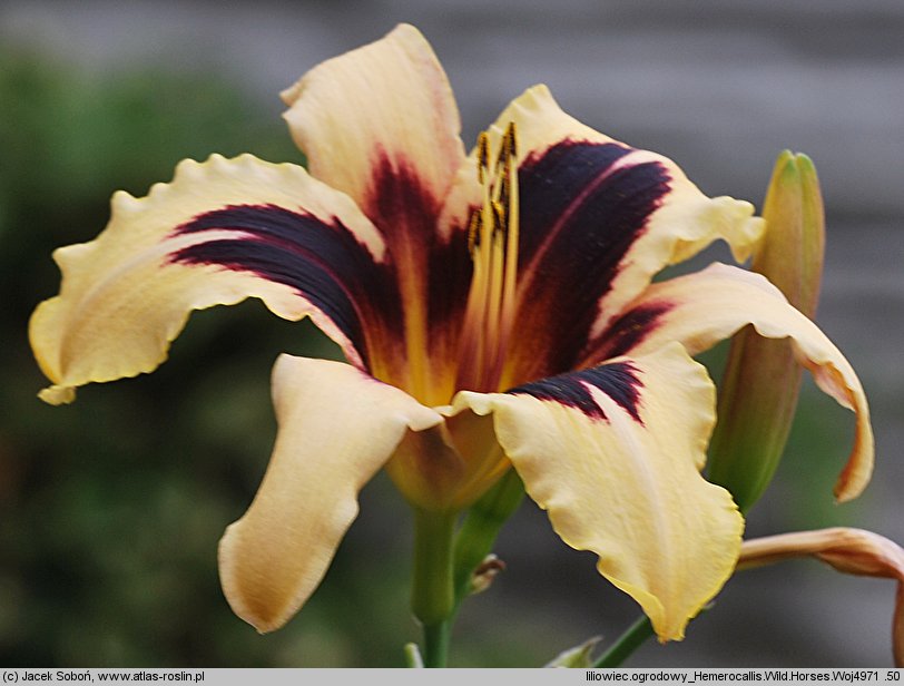 Hemerocallis ×hybrida Wild Horses