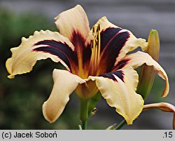 Hemerocallis ×hybrida Wild Horses