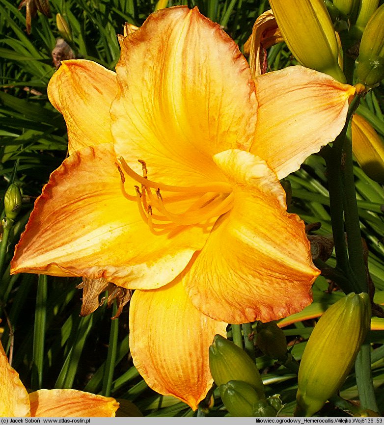 Hemerocallis ×hybrida Wilejka