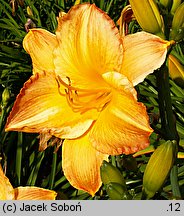 Hemerocallis ×hybrida Wilejka