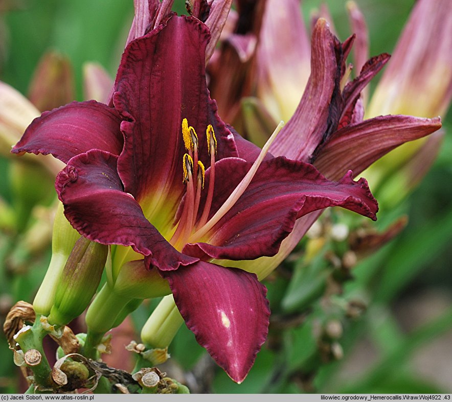 Hemerocallis ×hybrida Wraw