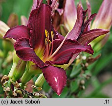 Hemerocallis ×hybrida Wraw