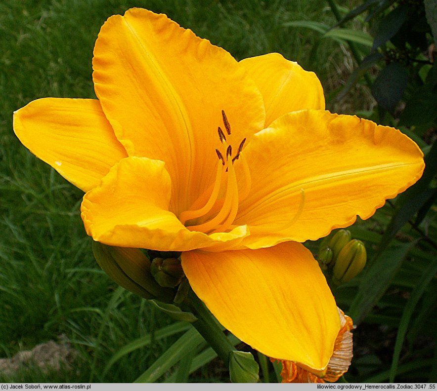 Hemerocallis ×hybrida Zodiac