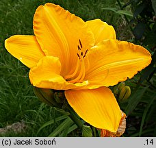 Hemerocallis ×hybrida Zodiac