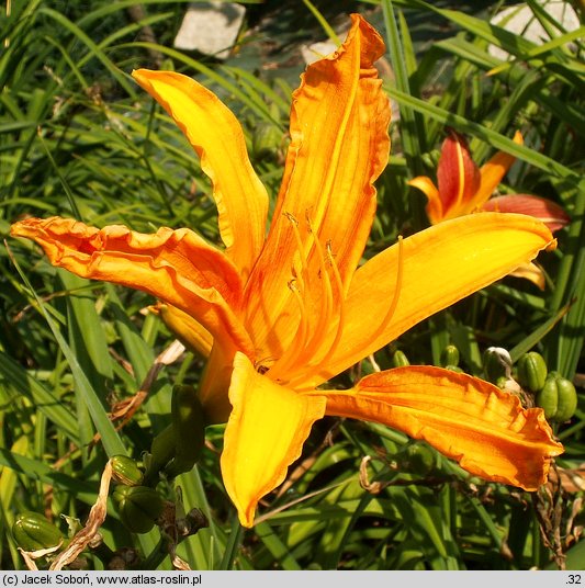 Hemerocallis ×hybrida Aglow