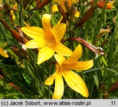 Hemerocallis ×hybrida Emerald Joy