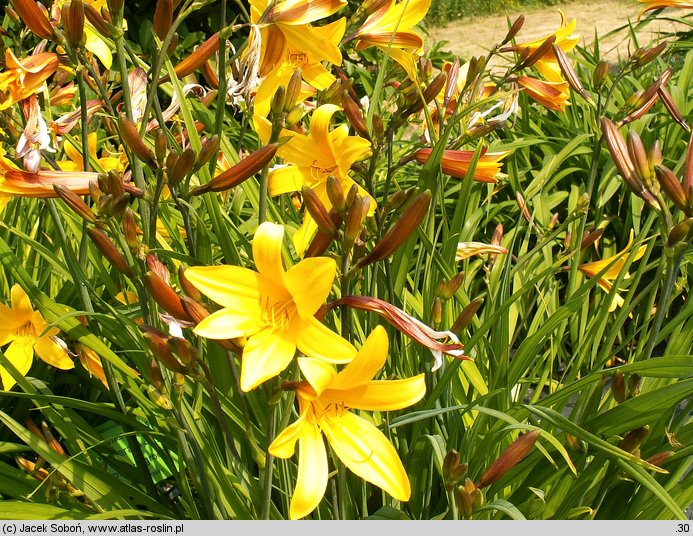 Hemerocallis ×hybrida Emerald Joy