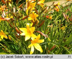 Hemerocallis ×hybrida Emerald Joy