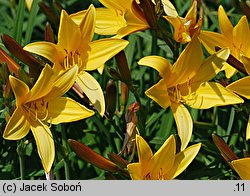 Hemerocallis flava (liliowiec żółty)