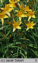 Hemerocallis flava (liliowiec żółty)