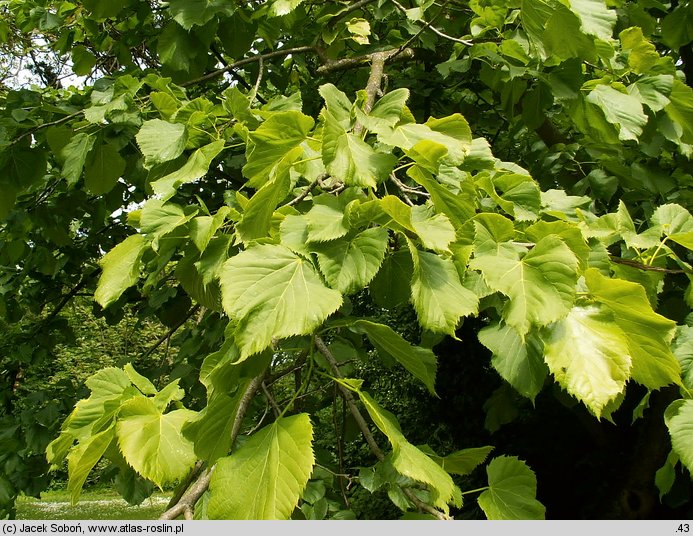 Tilia americana