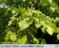 Tilia americana