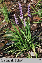 Liriope muscari (liriope szafirkowata)