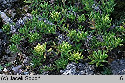 Lithodora diffusa (litodora rozpostarta)