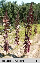 Atriplex hortensis (łoboda ogrodowa)