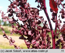 Atriplex hortensis (łoboda ogrodowa)